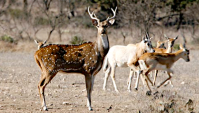 Deer