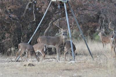 Deer